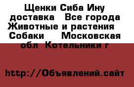 Щенки Сиба Ину доставка - Все города Животные и растения » Собаки   . Московская обл.,Котельники г.